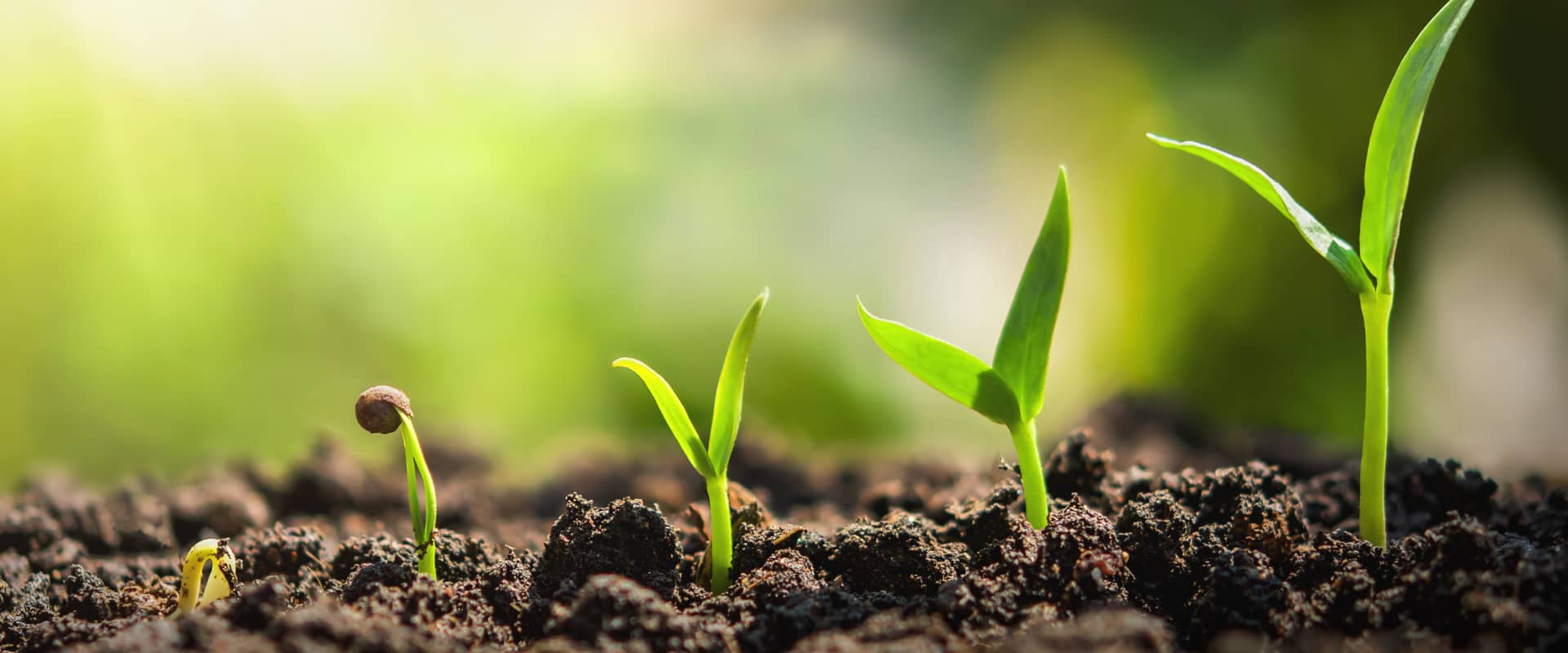 Iran Vegetable Seed Producers Association (IVSPA)