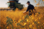 Camelina oilseeds: a step towards oil self-sufficiency